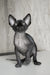 Hairless black cat named Emily, a playful Canadian Sphynx kitten