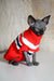 Cute Hairless cat in a red and white striped sweater for Emily the Canadian Sphynx Kitten