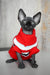 Hairless Canadian Sphynx kitten named Emily rocking a cute red and white sweater