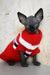 Cute Hairless cat in a cozy red sweater from Emily, the Canadian Sphynx Kitten