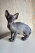 Hairless gray Sphynx cat named Emily in the Canadian Sphynx Kitten product