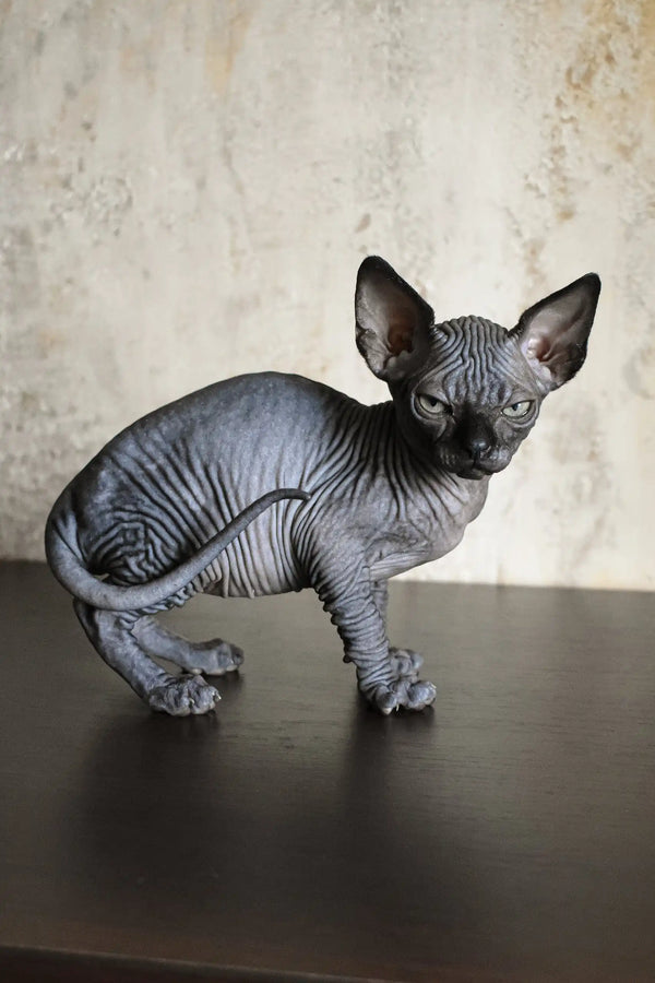 Wrinkled gray Sphynx cat named Emily from Canadian Sphynx Kitten product