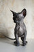 Cute wrinkled hairless Sphynx kitten named Emily ready for cuddles and love