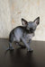 Adorable wrinkled hairless Sphynx kitten Emily looking cute and playful