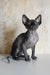 Cute wrinkled gray Sphynx cat named Emily, perfect for cuddles and companionship