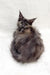 Fluffy grey Maine Coon kitten named Emily snugly curled up in a cozy ball