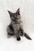 Fluffy grey Maine Coon kitten Emily sitting upright with alert ears, super cute!