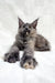 Gray Maine Coon cat chilling with paws stretched, perfect for Emily | Maine Coon Kitten