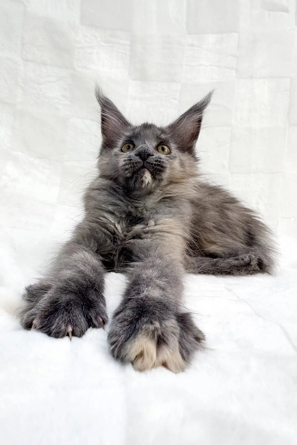 Gray Maine Coon cat chilling with paws stretched, perfect for Emily | Maine Coon Kitten