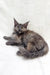 Gray Maine Coon cat lying on its side, perfect for the Emily Maine Coon Kitten product