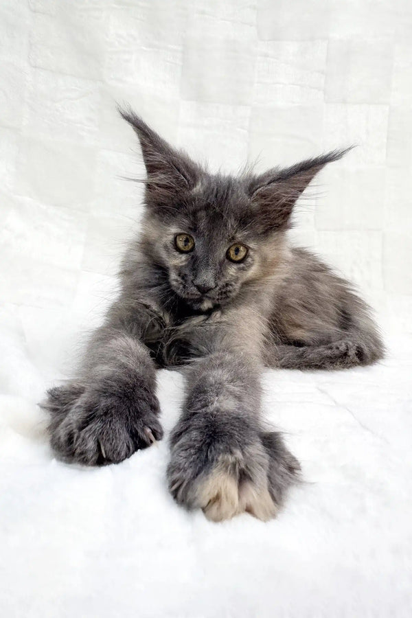 Gray Maine Coon kitten Emily with long fur and cute pointed ears