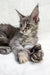 Gray and silver Maine Coon kitten Emily lounging with fluffy paws stretched out