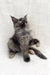 Gray and white fluffy Maine Coon kitten Emily striking a playful pose