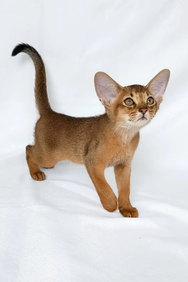 Emir | abyssinian kitten