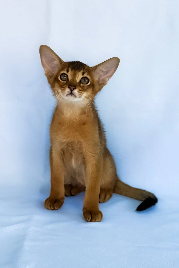 Emir | abyssinian kitten