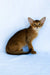 Emir | abyssinian kitten