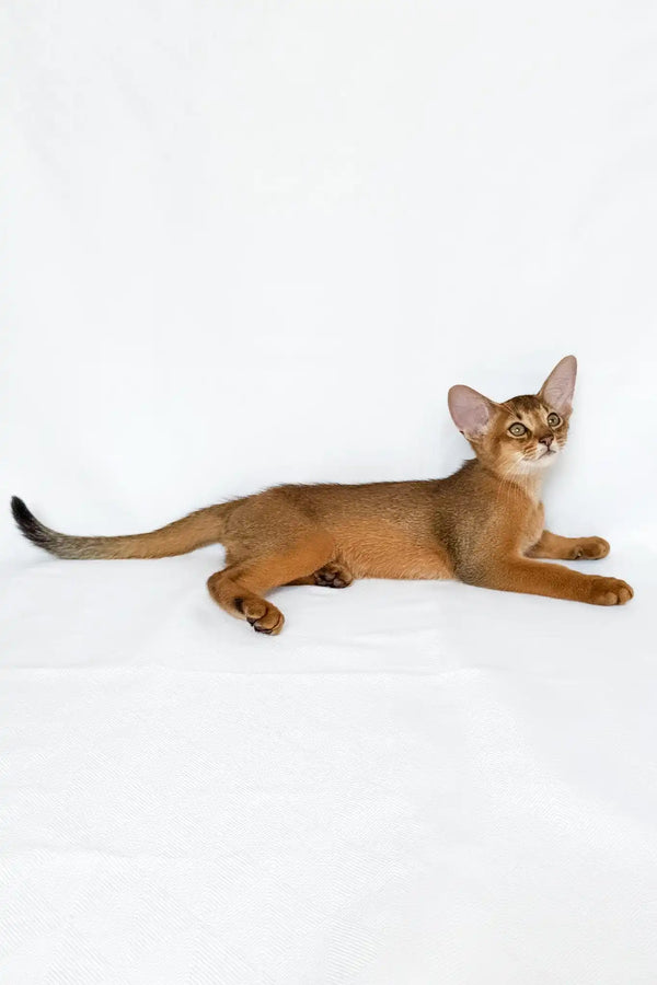 Emir | abyssinian kitten