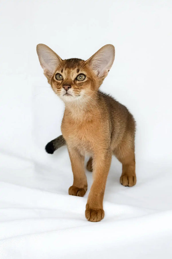Emir | abyssinian kitten
