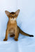 Emir | abyssinian kitten
