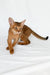 Emir | abyssinian kitten