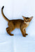 Emir | abyssinian kitten
