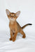Emir | abyssinian kitten