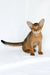 Emir | abyssinian kitten
