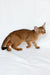 Emir | abyssinian kitten