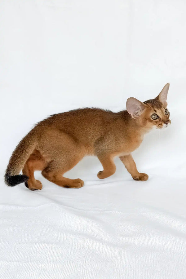 Emir | abyssinian kitten
