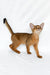 Emir | abyssinian kitten