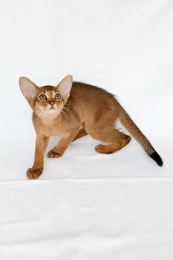 Emir | abyssinian kitten