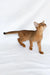 Emir | abyssinian kitten