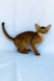 Emir | abyssinian kitten
