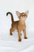 Emir | abyssinian kitten