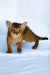 Emir | abyssinian kitten