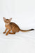 Emir | abyssinian kitten