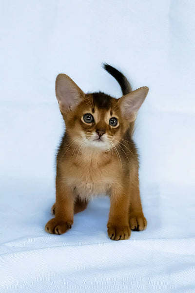 How to Become a Cat Breeder in Michigan: Ultimate Step-by-Step Guide