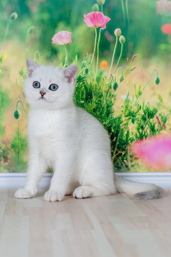 Emir | british shorthair kitten