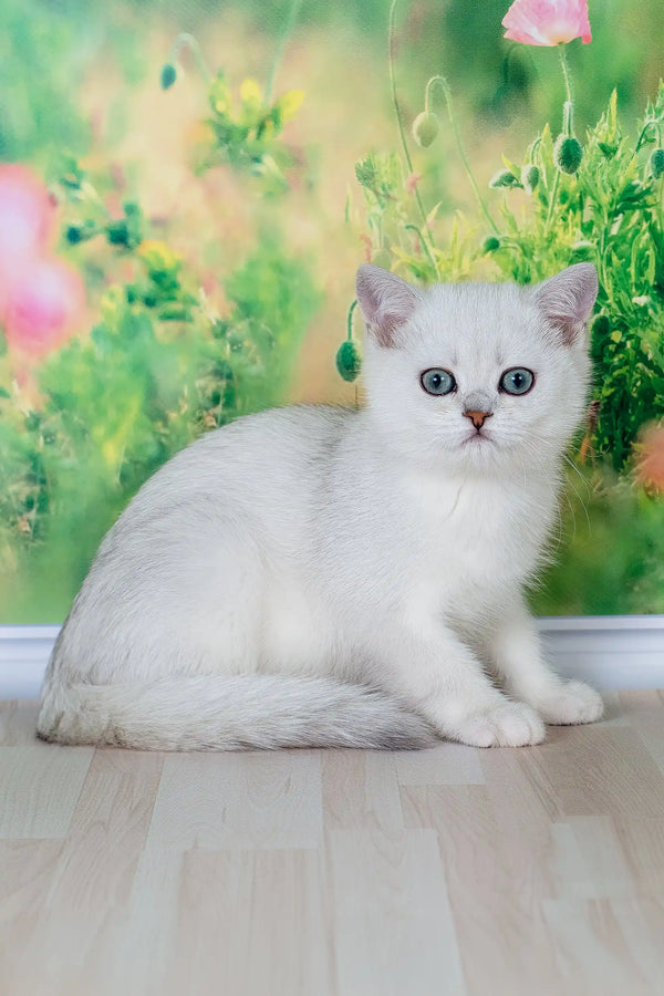Emir | british shorthair kitten