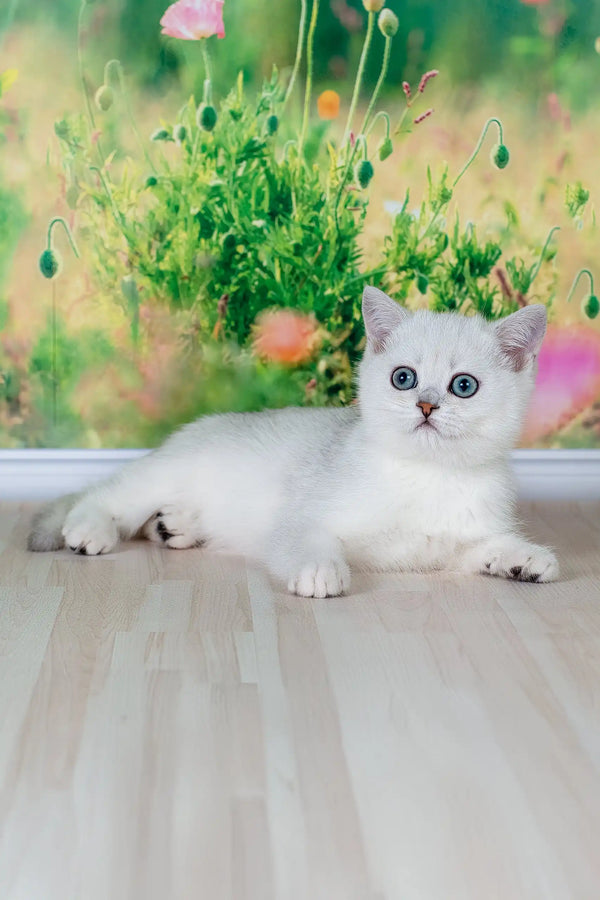 Emir | british shorthair kitten