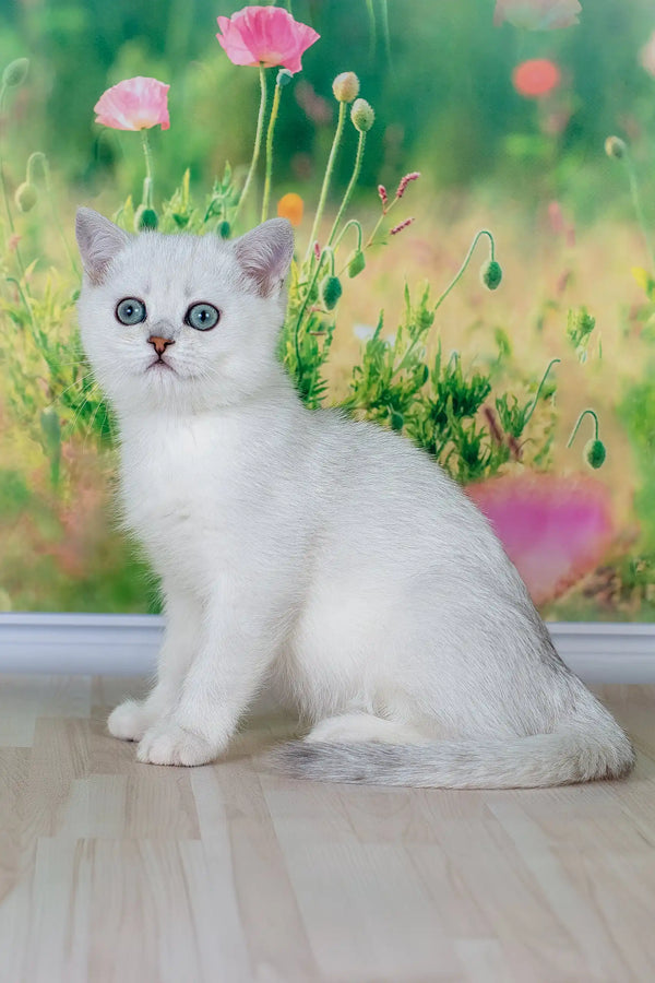 Emir | british shorthair kitten