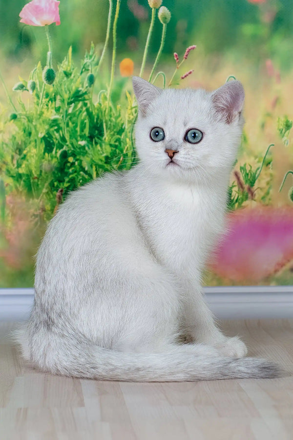Emir | british shorthair kitten