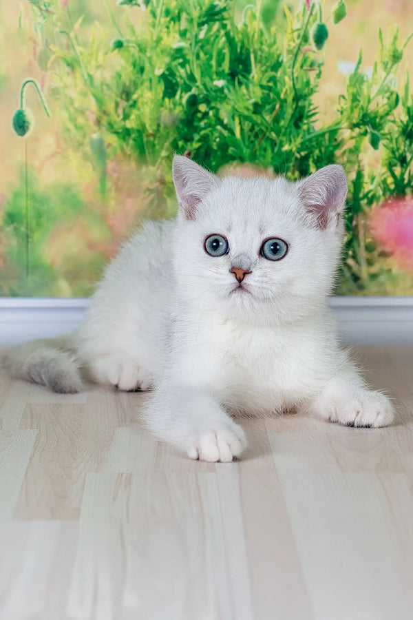 Emir | british shorthair kitten