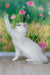 Emir | british shorthair kitten