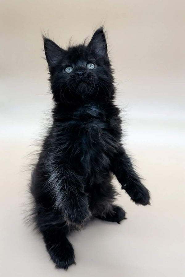 Black fluffy Emma Maine Coon kitten with bright eyes sitting upright