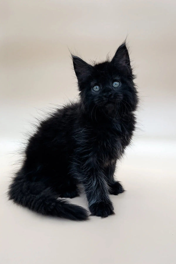 Black Maine Coon kitten Emma with bright blue eyes and fluffy fur