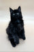 Fluffy black Maine Coon kitten Emma with bright eyes sitting upright adorably