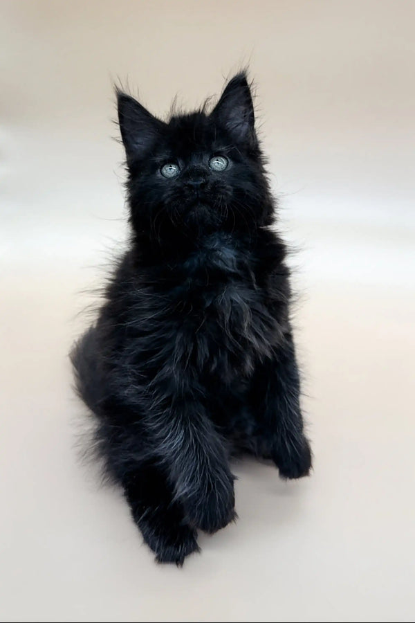 Fluffy black Maine Coon kitten Emma with bright eyes sitting upright adorably