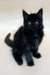 Fluffy black Maine Coon kitten Emma with bright blue eyes looking adorable