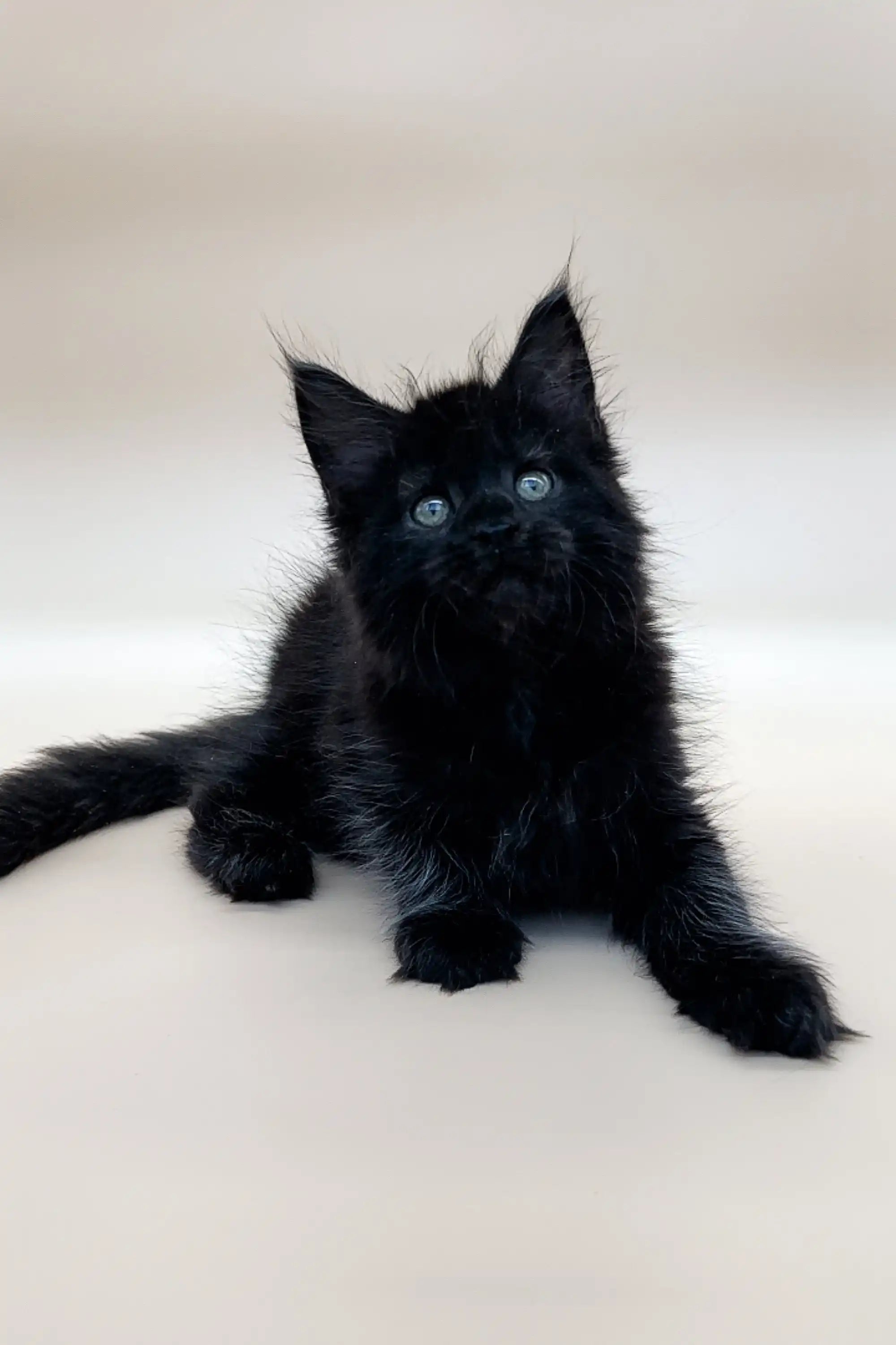Maine Coon Kittens for Sale Emma | Kitten